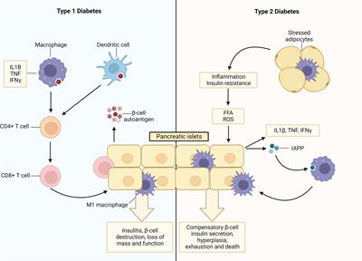 How do parasitic worms prevent diabetes? An exploration of their influence on macrophage and β-cell crosstalk